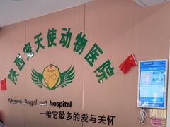 -天使宠物医院·犬猫分诊(彩虹店)