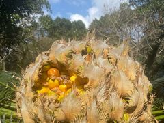 -深圳仙湖植物园