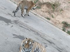 -大连森林动物园