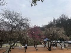 -青龙山国家森林公园