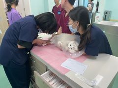 -北京观赏动物医院·24小时大型综合·猫专科·异宠专科