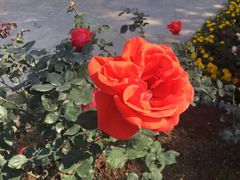 -人民公园(罗湖区)