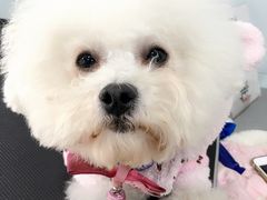 -荣耀金沙动物医院(清江西路店)