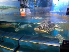 -烟台海昌鲸鲨海洋公园