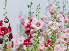 -上海辰山植物园