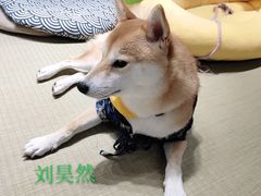 -逗柴咖啡屋·狗咖猫咖宠物桌游