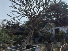 -拙政园