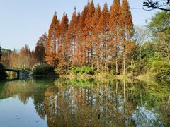 -桤木河湿地公园