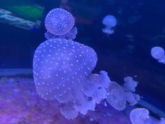 -欢乐海岸海洋奇梦馆