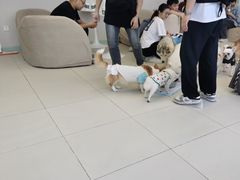 -怪兽屋·羊驼·猫咖·狗咖(俊华广场店)