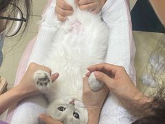 -瑞派康怡24h宠物医院·犬猫医疗中心·微创绝育(瑞景分院)
