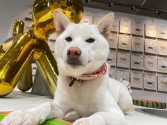 -柴务处·柴犬主题狗咖