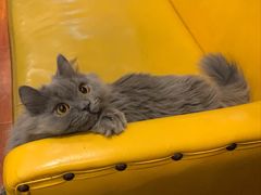 -猫小院猫主题咖啡厅(北锣店)