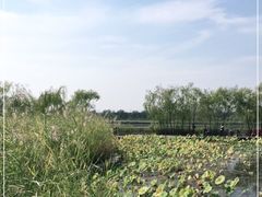 -绿堤公园