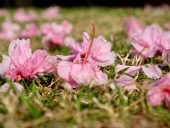 -星巴克(成都科学城店)