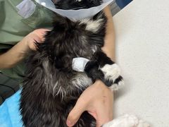 -达爱动物医院·犬猫分区·CT·复杂眼科(远洋山水分院)