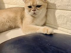-平行世界·猫咖(首经贸店)