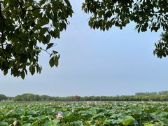 -荷塘月色湿地公园·向阳花洲