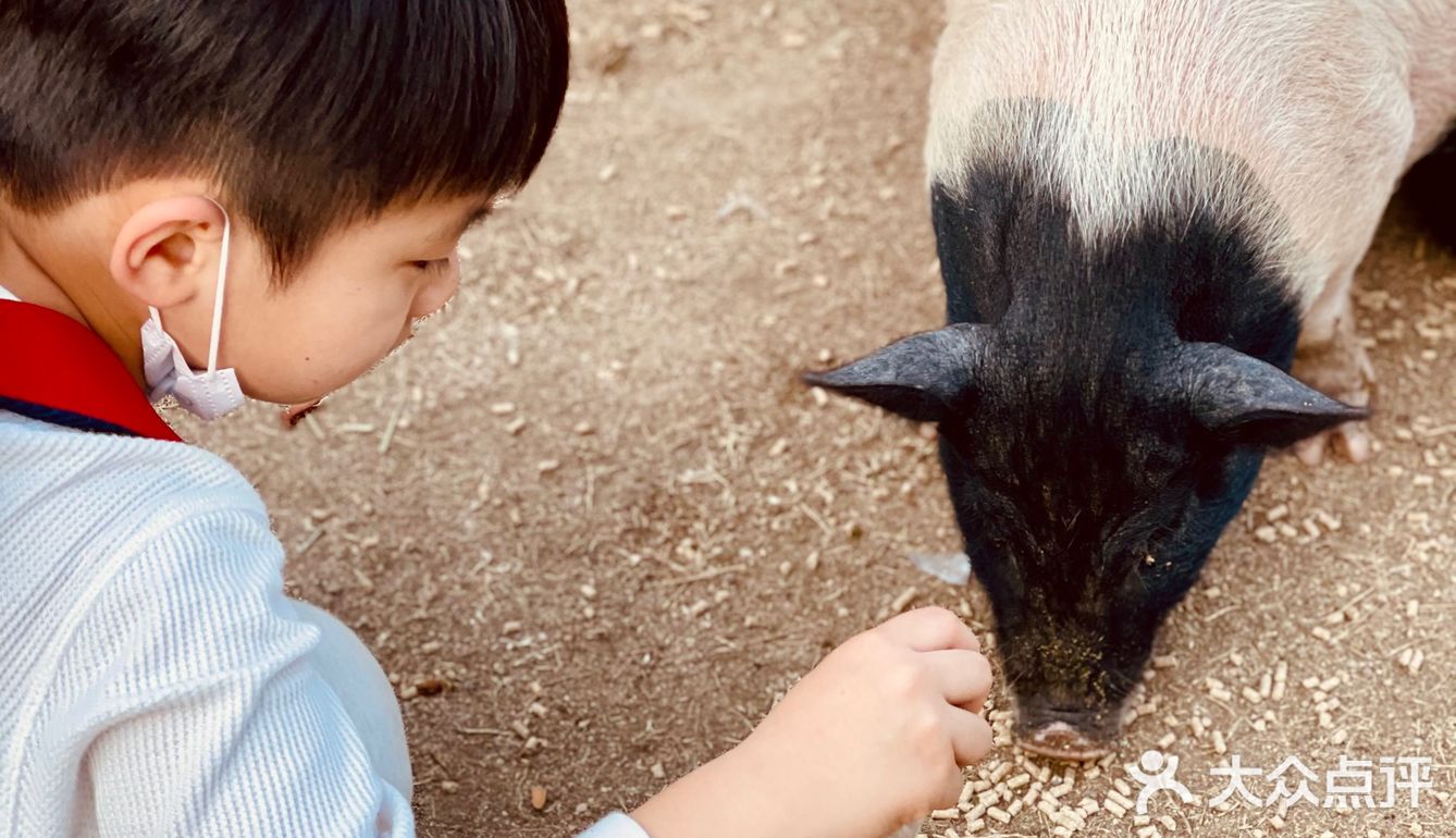 ¥10喂迷你网红小猪🐷玩激流水滑道💧潮州长隆亲子乐园