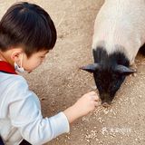 ¥10喂迷你网红小猪🐷玩激流水滑道💧潮州长隆亲子乐园