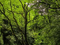 -西岭雪山大飞水景区