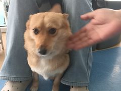 -天使宠物医院·犬猫分诊(彩虹店)