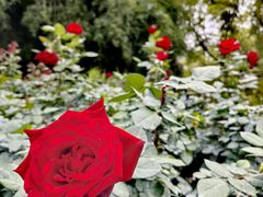 -人民公园(罗湖区)