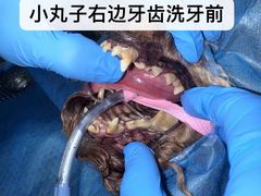 -立德动物医院·重症转诊·24H夜诊·CT·心脏彩超(顺德中心分院)