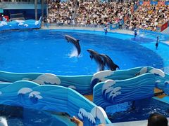 -海合安成都极地海洋公园
