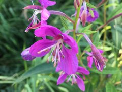 -白草畔自然风景区