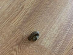 -美联众合动物医院(·中兽医·疑难杂症·严家桥分院)