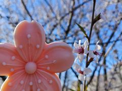 -桃花堤公园