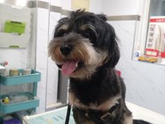 -伟伟宠物医院·CT影像中心·瑞派犬猫综合性门诊(汉口总院)