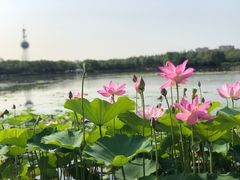 -大兴滨河森林公园