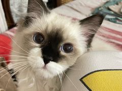 -糯米喵星人总部直营旗舰店·猫舍·幼猫出售