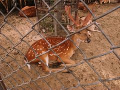 -石家庄市动物园