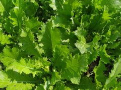 -鄞州雪菜博物馆