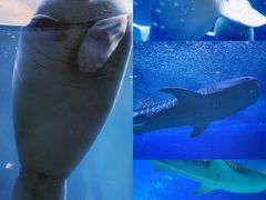 -珠海长隆海洋王国