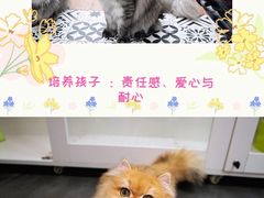 -青奢宠物·青奢猫舍