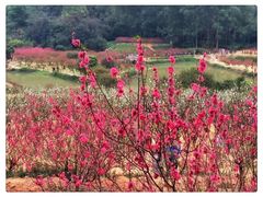 -南国桃园旅游度假区