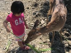 -鹿境梅花鹿生态园区