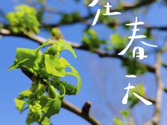 -上海滨江森林公园