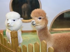 羊驼-藦茜花园宠物主题亲子互动体验馆(国顺东路店)