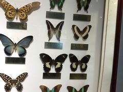 -上海昆虫博物馆