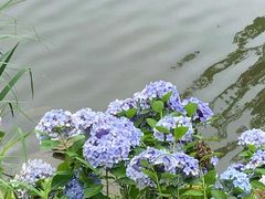 -观山湖公园