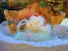 -上海海洋水族馆