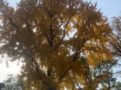 -泰山风景名胜区-普照寺