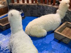 -上海大自然野生昆虫馆(东方明珠·爬宠昆虫探索中心)