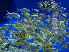 -成都浩海立方海洋公园