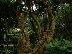 -大渡口区义渡公园